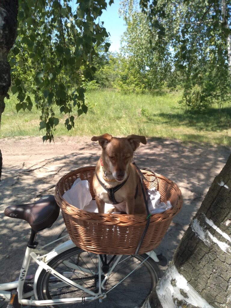 Pies w koszyku rowerowym
