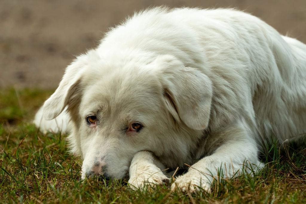 A serene white dog lying on grass, showcasing calmness and relaxation.