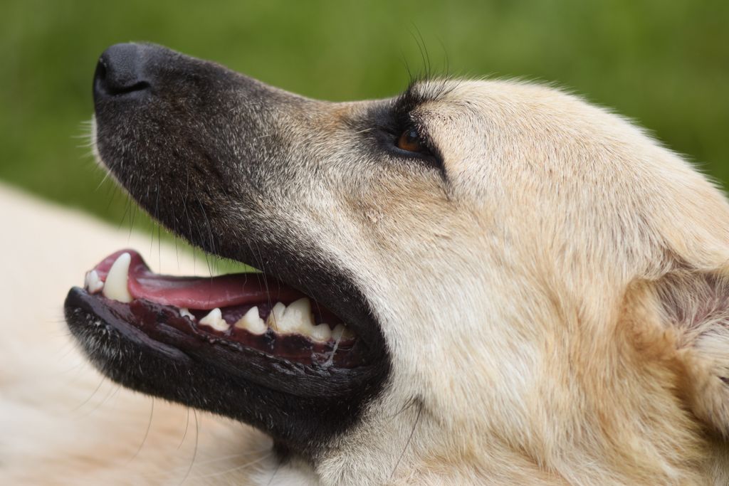 Close-up of a smiling dog lying on grass, capturing joy and tranquility.