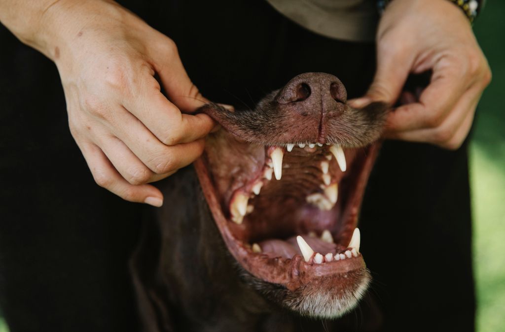 Crop unrecognizable woman touching muzzle of dog with sharp teeth and smooth coat in daytime