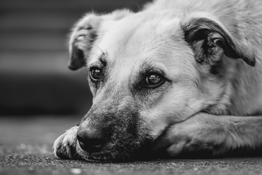 Expressive black and white portrait of a dog lying outdoors with contemplative gaze.